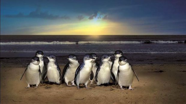 Phillip Island's Little Penguin colonies are potentially at risk.