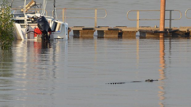 Crocodile stalking around the pontoon at Wyndham Port.