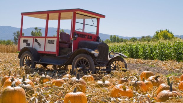 Bountiful: A Santa Ynez Valley pumpkin farm.
