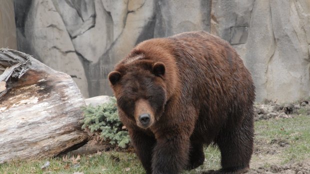 For the past three years bears have been in hibernation for good reason.