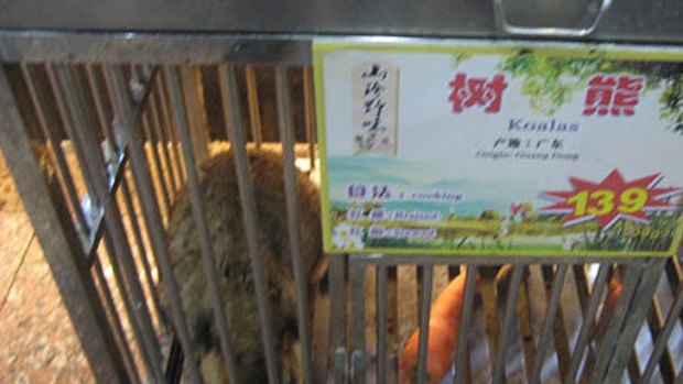 An Australian traveller says this animal, purported to be a koala, was a menu item at a Chinese restaurant.