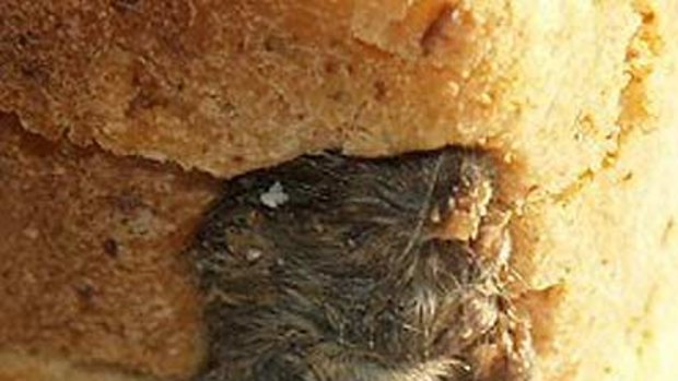 Cherwell District Council released this picture  of a mouse in a loaf of Hovis bread  bought by Stephen Forse.