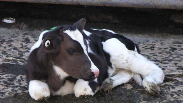 Milk of cruelty ... bobby calf.