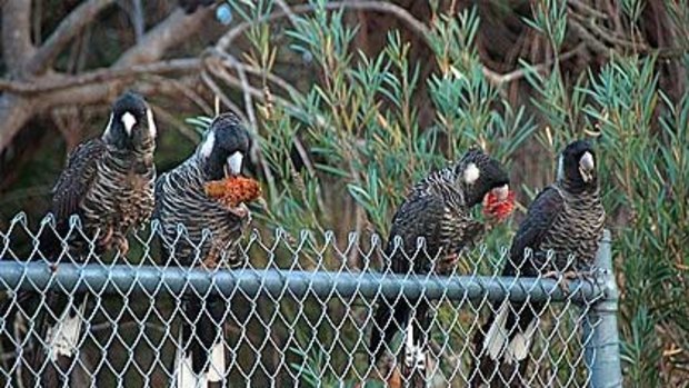 Carnaby's black cockatoos at their bushland habitat.