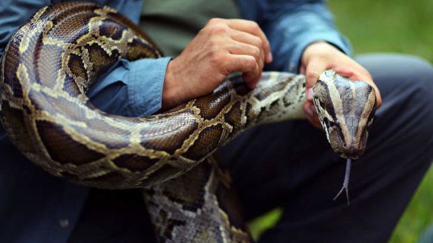 "It's a python. The guy I am sharing with has three snakes in a tank in his room."