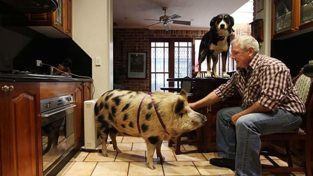 Man's best friend: James the pig has the run of the house.