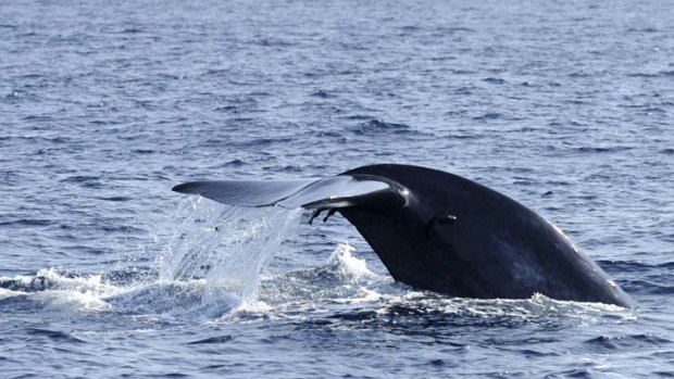 Defence technology &#8230; scientists are using sonobuoys to help pinpoint the songs of the blue whale, whose habits are still a mystery.