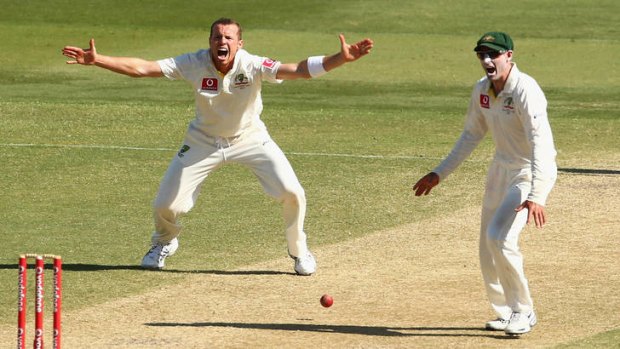 Giving his all: Peter Siddle has bowled almost twice as many overs as recommended.