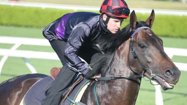 Back in town: Melboune Cup hero Fiorente will make his return at Caulfield on Saturday in the Peter Young Stakes.
