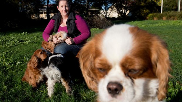 Kathryn Walters holding 'Maxwell', who has a genetic neurological disorder. Kathryn has many pets and also runs Cavalier Rescue, a fostering service for homeless cavalier spaniels, in Kilmore, Victoria.