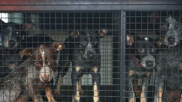 Last-ditch measures ... puppies are removed from the Fairfield RSPCA.