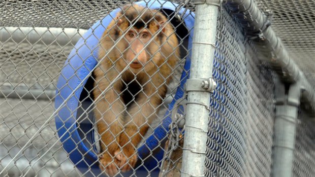 A macaque monkey at the National Breeding and Research facility at Monash University in Gippsland.
