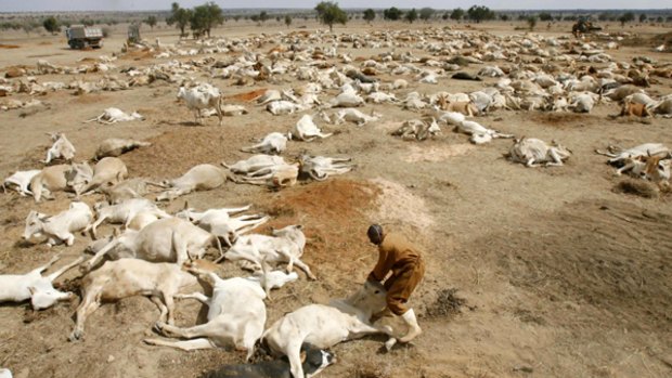 A worker tries to lift a weak cow from among the carcasses of drought-stricken cows in a paddock.