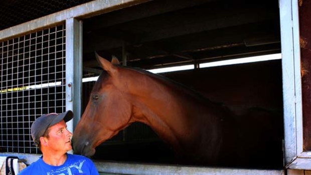 Something to chew on: Crystal Lily snacks on hay from Mat Ellerton before tackling Black Caviar on Saturday.