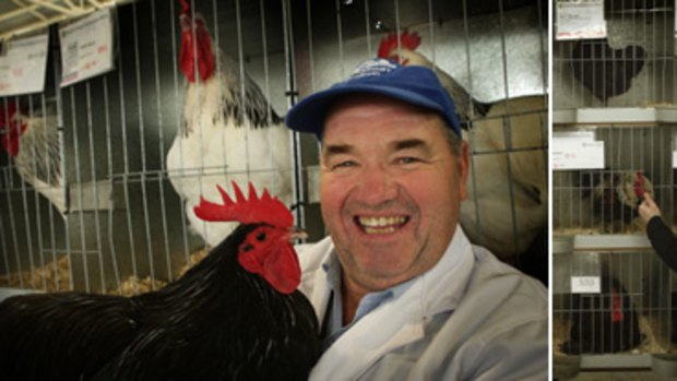 Main: Brian Tiyce and one of his champion roosters. The trick, he says, is to train the bird from the day it hatches. Right: Some of the more than 1200 birds vying for prizes at this year’s show.