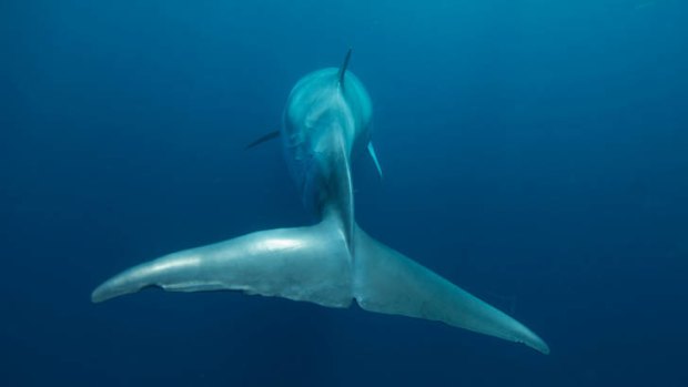 A minke whale.