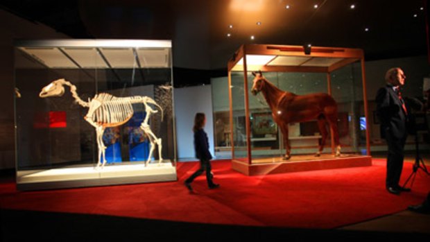 Phar Lap's skeleton and hide are on display at the Melbourne Museum.