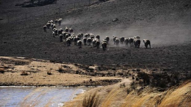 Livestock move across a property at Jugiong near Yass, which was almost completely burnt out after a bush fire swept through the area.