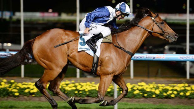 Valley specialist: Luke Currie steers Sea Lord to his fourth Moonee Valley win from four starts there.