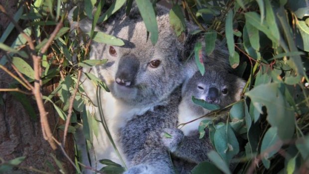 Chlamydia effects up to 50 per cent of koalas.