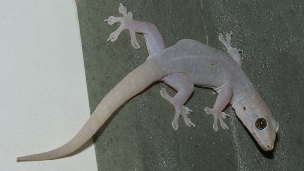 Australia's most successful reptile invader ... the Asian house gecko.