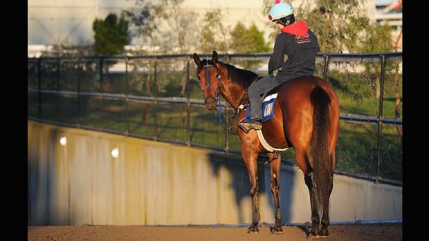 Atlantic Jewel was one of those rare thoroughbreds, an equine machine. But, unfortunately, she was prone to injury.