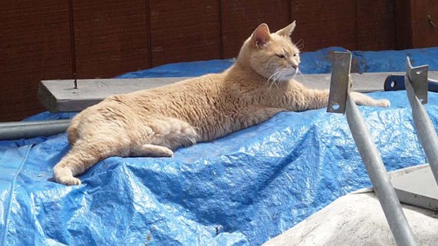 Born to rule ... Stubbs, a 15-year-old yellow cat who has been overseeing the town since shortly after he was born.