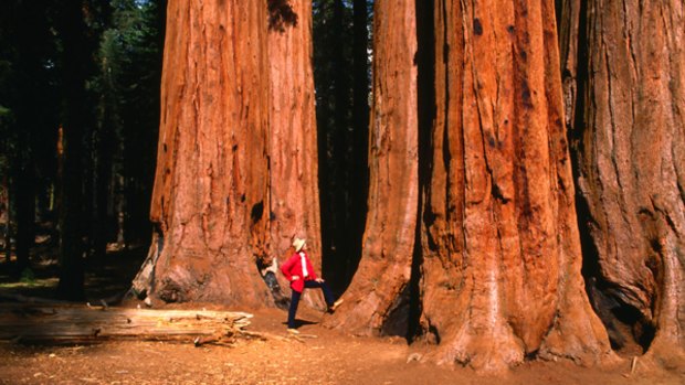 Great and small ... Sequoia National Park has some of the largest trees on Earth.