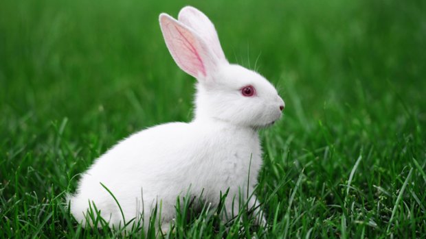 In L'Oreal's sights: rabbits and mice in China.
