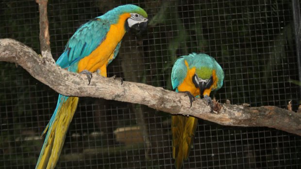 Missing ... the two stolen macaws.