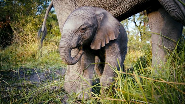 Unchained: A baby elephant in the wild.
