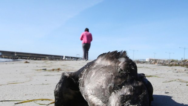 A dead muttonbird on the beach at Warrnambool.