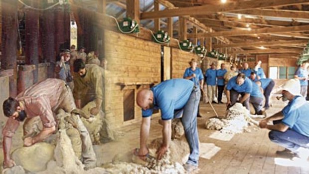 Good sports ... shearers   recreate the   Tom Roberts  artwork at  the 110-year-old  North Tuppal woolshed  to raise money  for  a Sports Shear Australia team  to compete in the world championships.