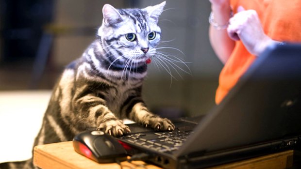 The internet world offers a huge range of gadgets for animals - some useful and some bizarre.