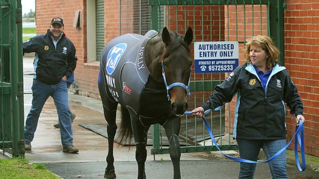 Dressed to thrill ... Black Caviar in her compression suit at her Melbourne stables yesterday.