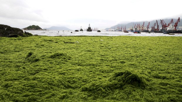 The coastline is seen covered by algae in Lianyungang, Jiangsu province, China.