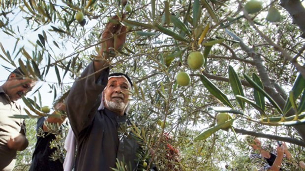 Palestinian farmers harvest their olives with the help of foreign volunteers in the village of Umm Salamunah.
