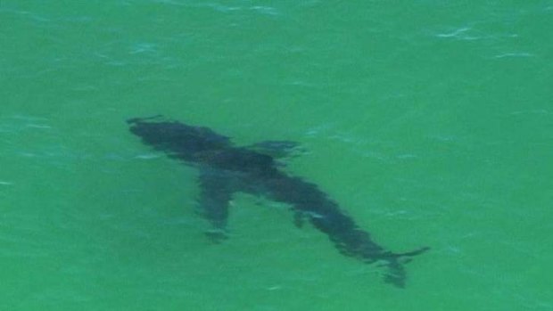 A shark spotted off Byron Bay by a TV news helicopter.