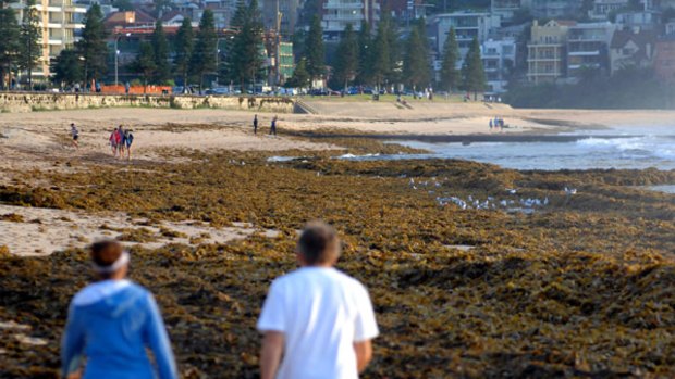 Sand, sea and slime ... beachgoers survey the huge amounts of kelp that have washed up at North Steyne.
