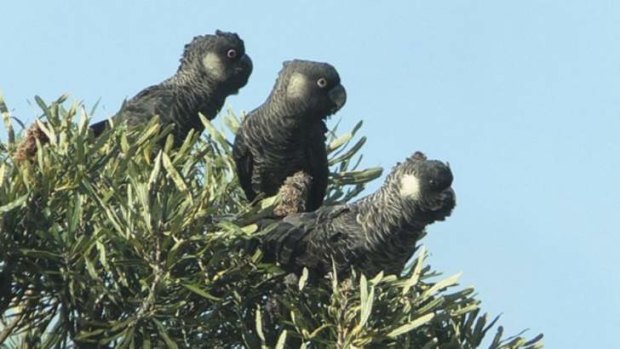 Carnaby's black cockatoos/