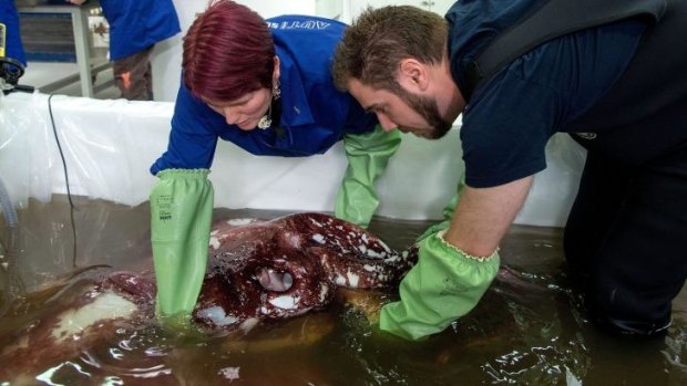 Kat Bolstad (L) of Auckland University works on a colossal squid with Aaron Evans of Otago University as it is defrosted at Te Papa labs in Wellington.