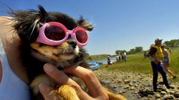 Itching to go ... tourist operators have found a market for pet-inclusive holidays.