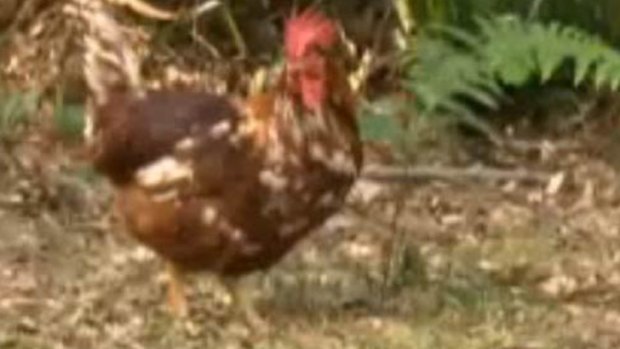 The chased chicken ... two men got lost in the Royal National Park.