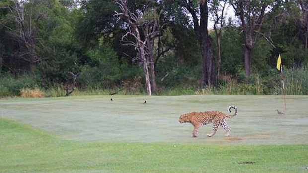 I spy ... a leopard on the golf course.