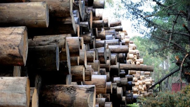 Stockpiles of logs at Neerim South lie in wait for the end of VicForests' contractual dispute.