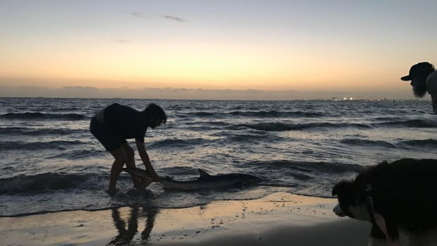 Stunned Sophie Hunt called her friend to help her pull the shark back into the ocean.