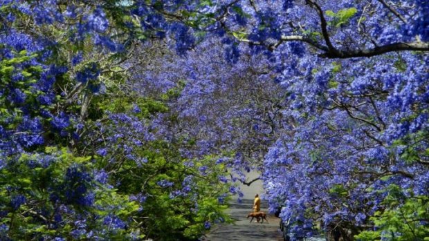 Painterly effects: Jacaranda trees flower for just a few weeks in early November. 