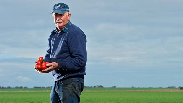 Tomato grower Bruce Weeks on his farm at Rochester.