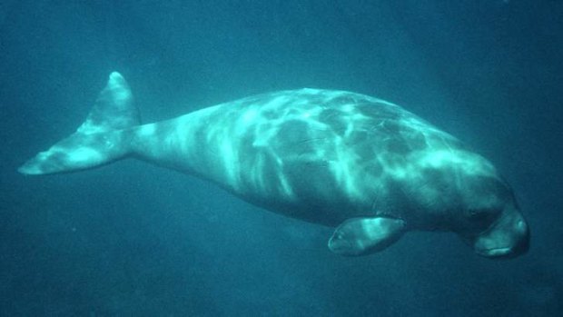 A dugong swims in Moreton Bay.