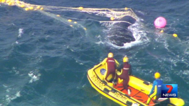 Rescue crews attempt to free the whale from the shark net.